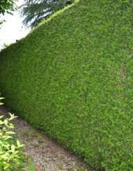 Donkergroene Thuja 300-350cm Solitair 4xV