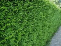 Donkergroene Thuja 200-225cm Haagkwaliteit Extra