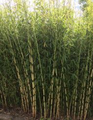 Fargesia robusta Campbell 125-150cm met kluit