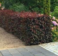 Fagus sylvatica atropunicea 100-125cm