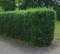 Haagliguster ovalifolium 150-175cm met kluit