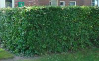 Groene Beuk 150-175cm (7.5 ltr pot) 