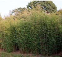 Fargesia Jiuzhaigou 200-225cm