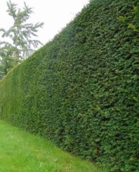 Taxus baccata 225-250cm 