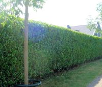 Laurier Novita 150-175cm - kluit