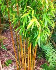 Phyllostachys Aurea 175-200cm - pot 10L (6-9 halmen)