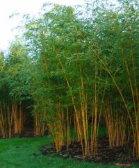 Phyllostachys Aurea 200-250cm - pot 30L (10-12 halmen)
