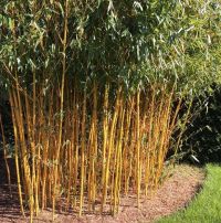 Phyllostachys Aureosulcata 'Spectabilis' 200-250cm - pot 30L (10-12 halmen)