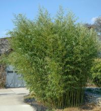 Phyllostachys Bissetii 200-225cm - pot 15L (6-10 halmen)