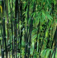 Phyllostachys Nigra 175-200cm - pot 15L (5-8 halmen)