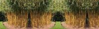 Phyllostachys Aureosulcata 'Spectabilis' 200-250cm - pot 15L (7-10 halmen)