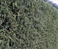 Portugese Laurier 300-350cm Extra