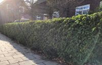 Portugese Laurier 200-225cm - kluit