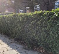 Portugese Laurier 125-150cm