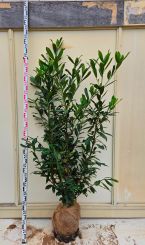 Laurier Caucasica 150-175cm met kluit