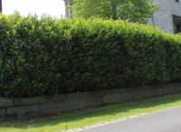 Laurier Caucasica 100-125cm met kluit