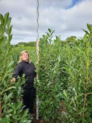 Laurier Elly 200-225cm 