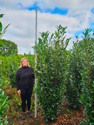 Laurier Elly 225-250cm 