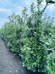 Prunus laurocerasus 'Novita' 250-300cm Laurier Novita
