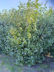 Prunus laurocerasus 'Novita' 300-350cm Luarier Novita