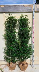 Portugese laurier: 2 per meter van de hoogtemaat 175-200cm.