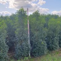 Portugese Laurier 175-200cm met kluit