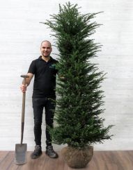 Taxus 180-200cm met kluit