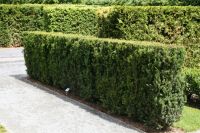 Taxus media 'Hillii' 100-120cm kluit