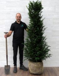 Taxus 160-180cm met kluit