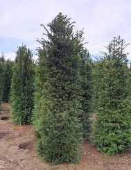 Taxus 200-225cm met kluit