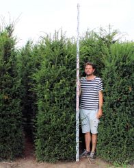 Taxus 225-250cm met kluit