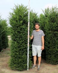 Taxus 250-275cm met kluit