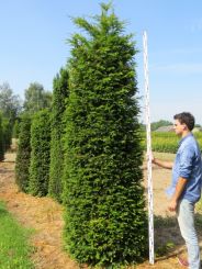 Taxus 300-325cm met kluit