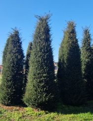 Taxus 325-350cm met kluit