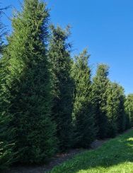 Taxus 400-450cm met kluit