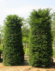 Taxus 550-600cm met kluit