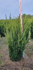 Taxus media 'Hillii' 140-160cm kluit