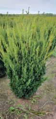Taxus media 'Hillii' 120-140cm kluit