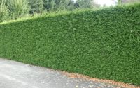 Thuja plicata 'Atrovirens'