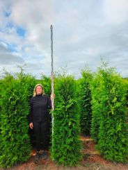 Levensboom Thuja Brabant hoogte 2 meter