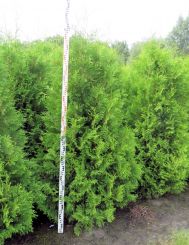 Thuja Brabant 200-225cm met kluit