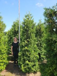 Thuja Brabant 350-400cm Haagkwaliteit Extra 3xV