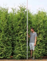Thuja Brabant 275-300cm met kluit