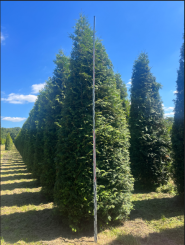 Thuja Brabant 450-500cm Solitair 4xV