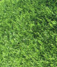 Thuja Brabant 250-275cm met kluit