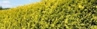Thuja 'Golden Brabant' 225-250cm - kluit