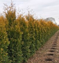 Thuja 'Golden Brabant' 225-250cm - kluit