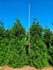 Donkergroene Thuja 500-550cm - kluit