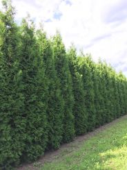 Thuja Brabant 325-350cm met kluit