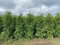 Donkergroene Thuja 225-250cm Solitair 3xV
